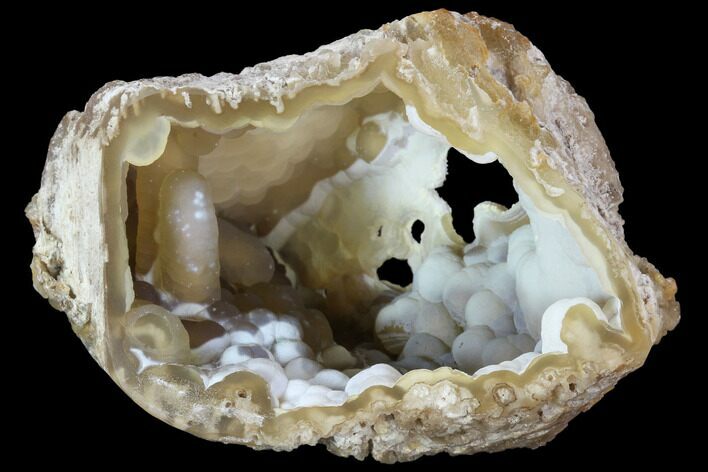 Agatized Fossil Coral Geode - Florida #90215
